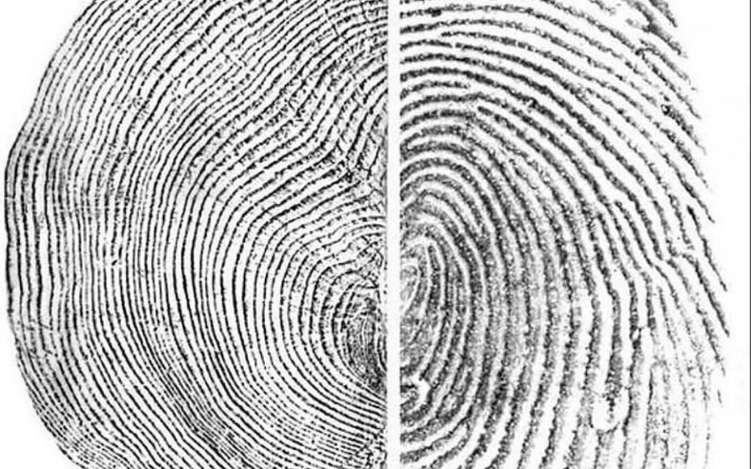 Urbanismo como Saúde Pública: O Papel Essencial do Arquiteto e Urbanista e o Plano de Arborização Urbana para Cidades Resilientes